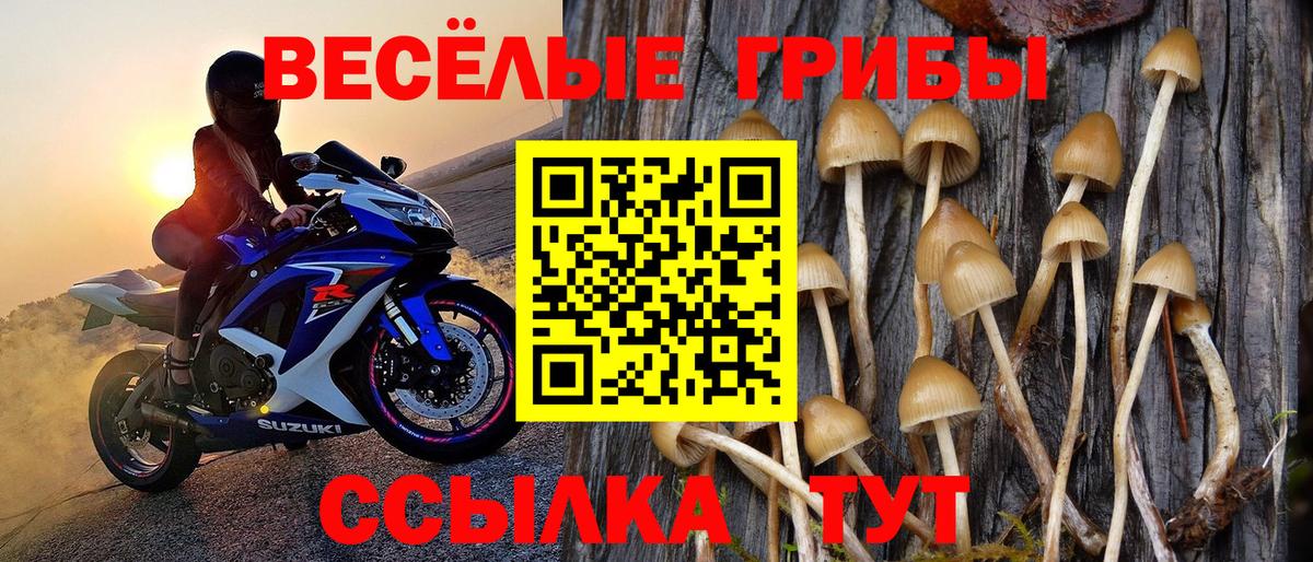 Галлюциногенные грибы Psilocybine cubensis Азнакаево